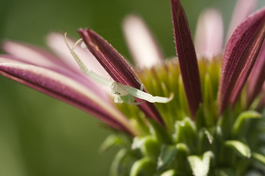Green Crab Spider on Coneflower Photograph by Kathy Clark