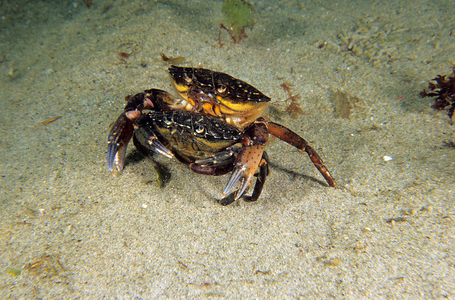 Green Crab Photograph - Green Crabs Mating by Andrew J. Martinez