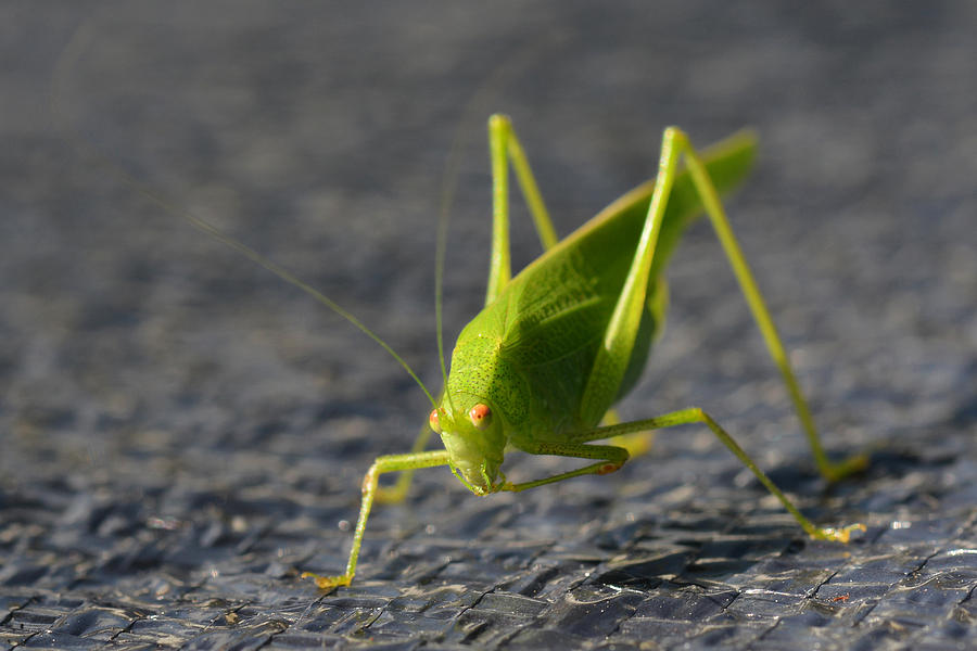 Green Creature Photograph by Yue Wang