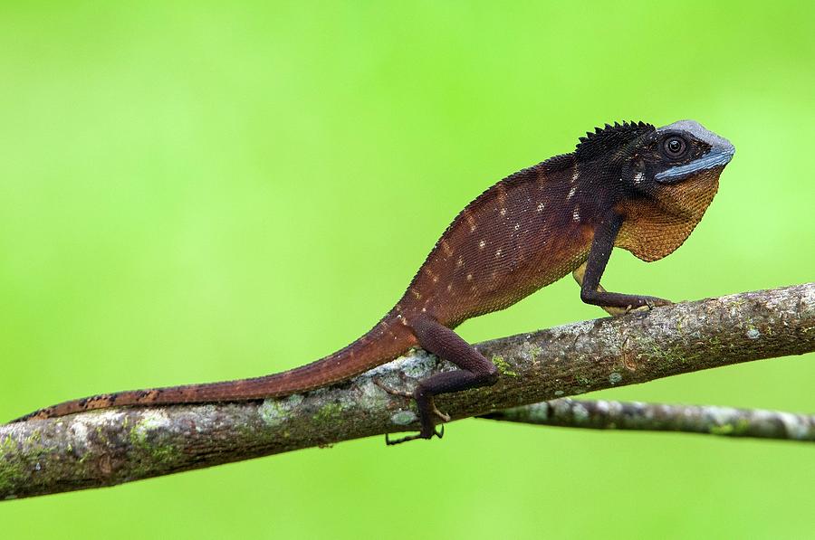 Green Crested Lizard Photograph by Tony Camacho/science Photo Library