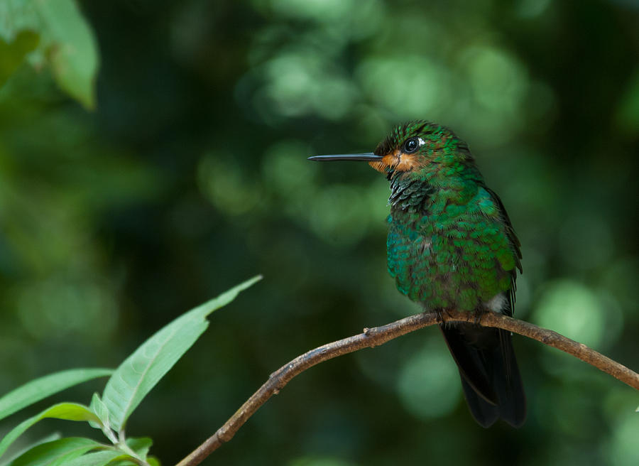 Green-crowned Brilliant Photograph