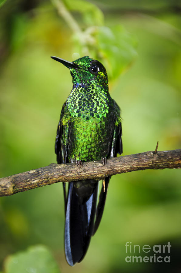 Green-crowned Brilliant Hummingbird Photograph by Oscar Gutierrez