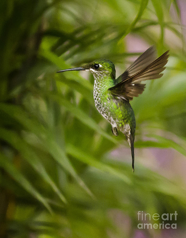 Green Crowned Brilliant Hummingbird Photograph by Paul  Gerace