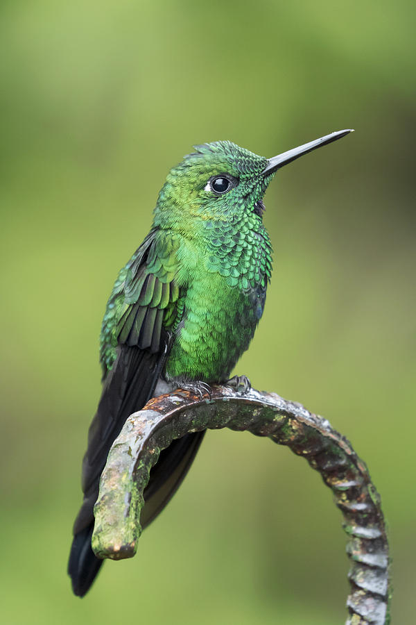 Green-crowned brilliant Hummingbird perched Photograph by Mark Kostich