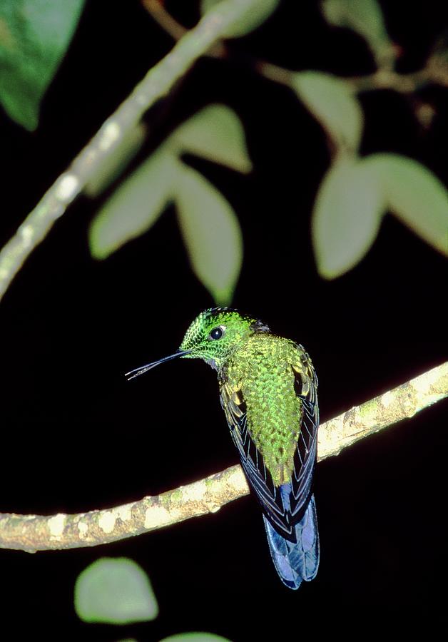 Green-crowned Hummingbird (heliodoxa Jacula) Photograph by William Ervin/science Photo Library