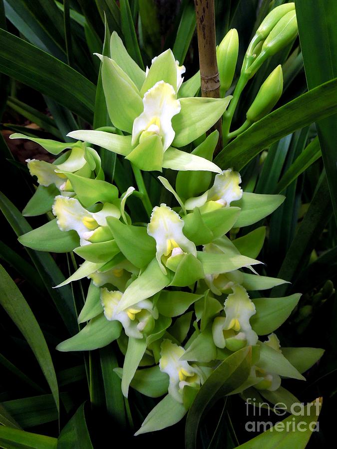 Green Cymbidium Orchid Spray Photograph by Renee Trenholm