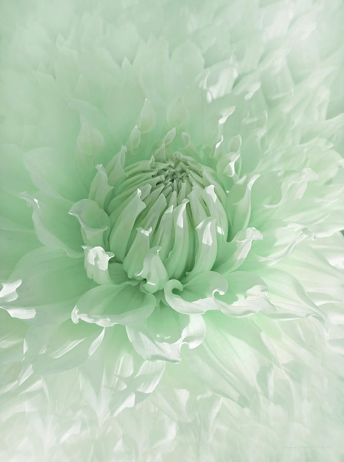 Green Dahlia Flower  Photograph by Jennie Marie Schell