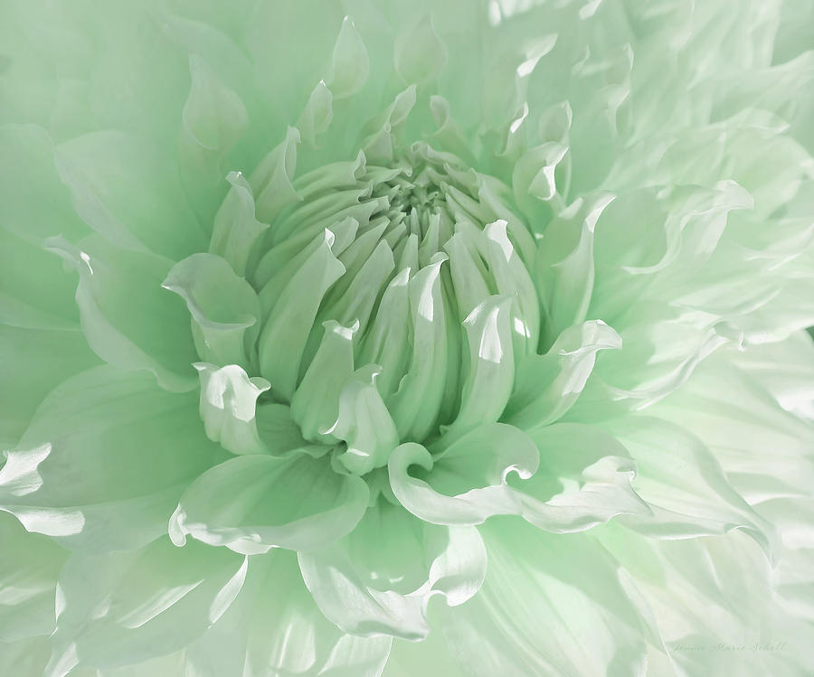 Green Dahlia Flower Macro Photograph by Jennie Marie Schell