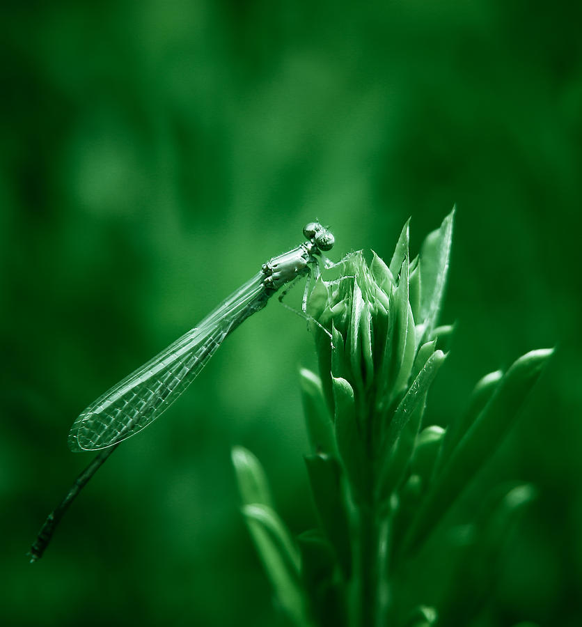 Insects Photograph - Green Damselfly by Shane Holsclaw