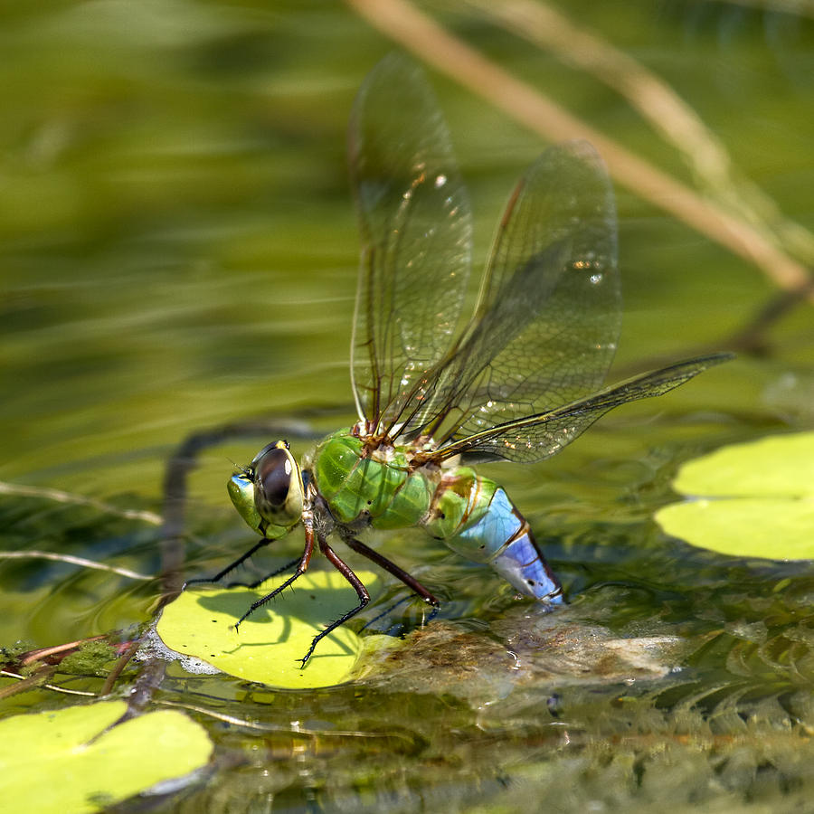Albums 90+ Pictures green darner dragonfly pictures Superb