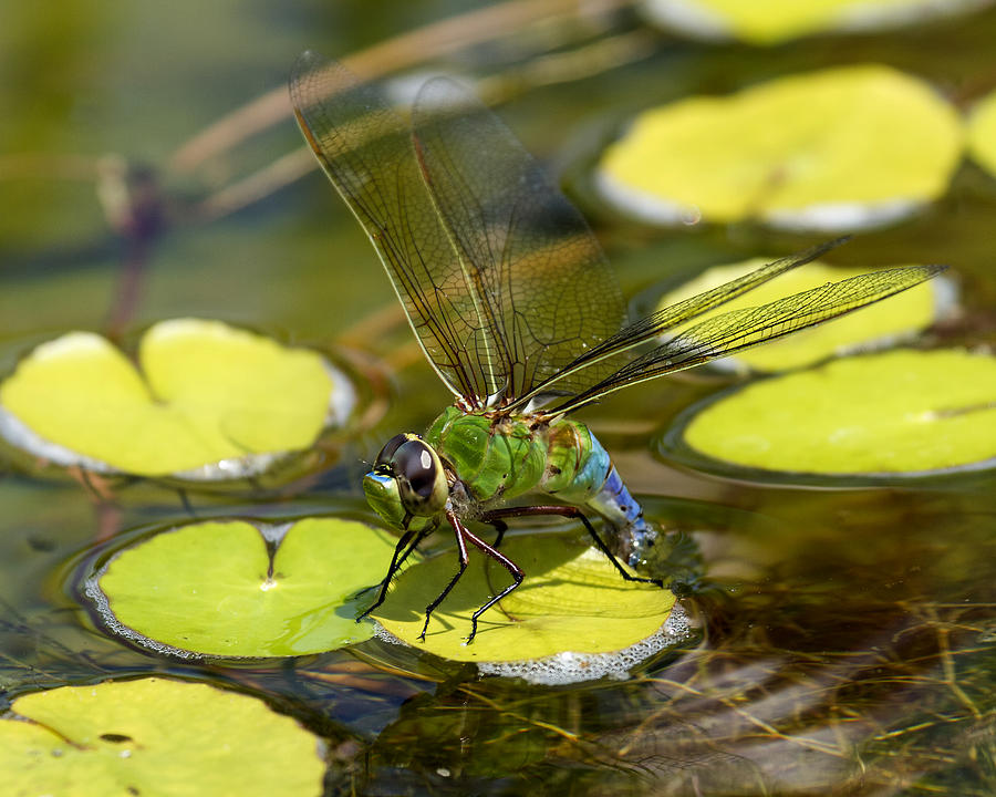 Insects Photograph - Green Darner Dragonfly 3 by David Lester