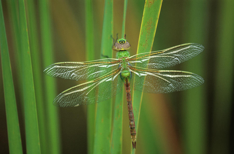 Nature Photograph - Green Darner Dragonfly On Reeds by Jaynes Gallery