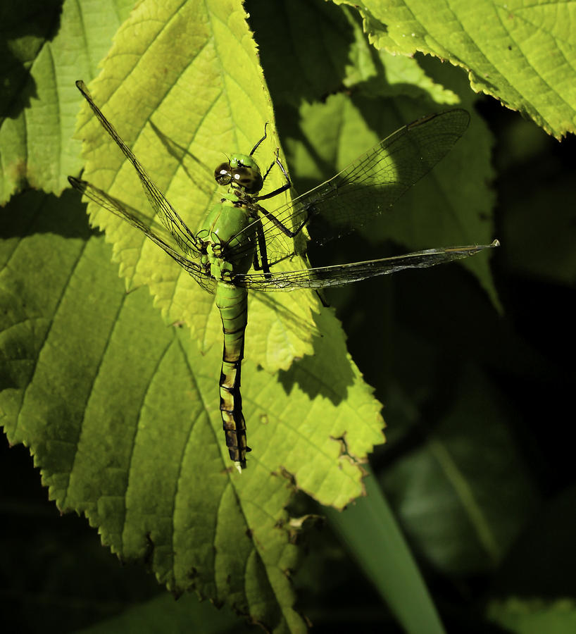 Green Darner Dragonfly  Photograph by Thomas Young