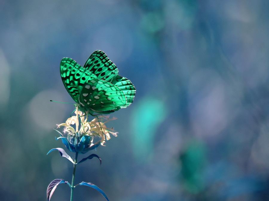 Butterfly Photograph - Green by Deena Stoddard
