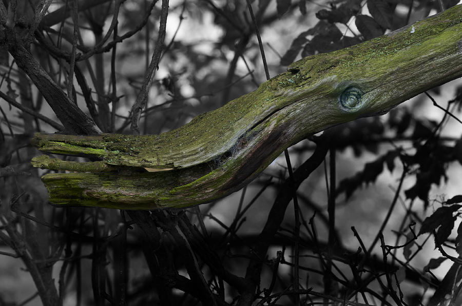 Dragon Photograph - Green  Dragon by Clive Beake