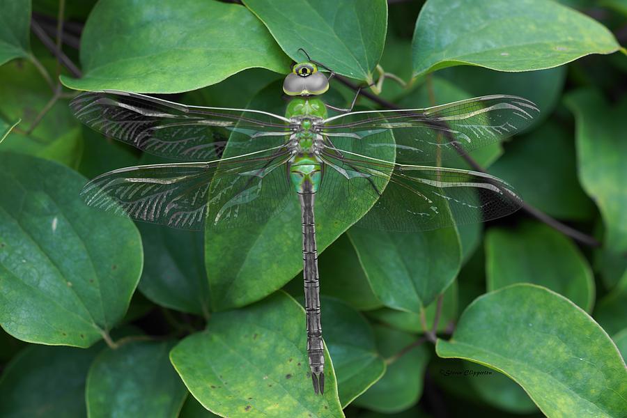 Green Dragon Fly  Photograph by Steven Clipperton