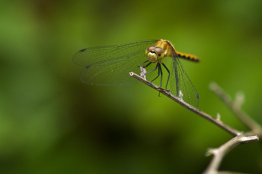 Green Dragon Photograph by Ward McGinnis - Fine Art America