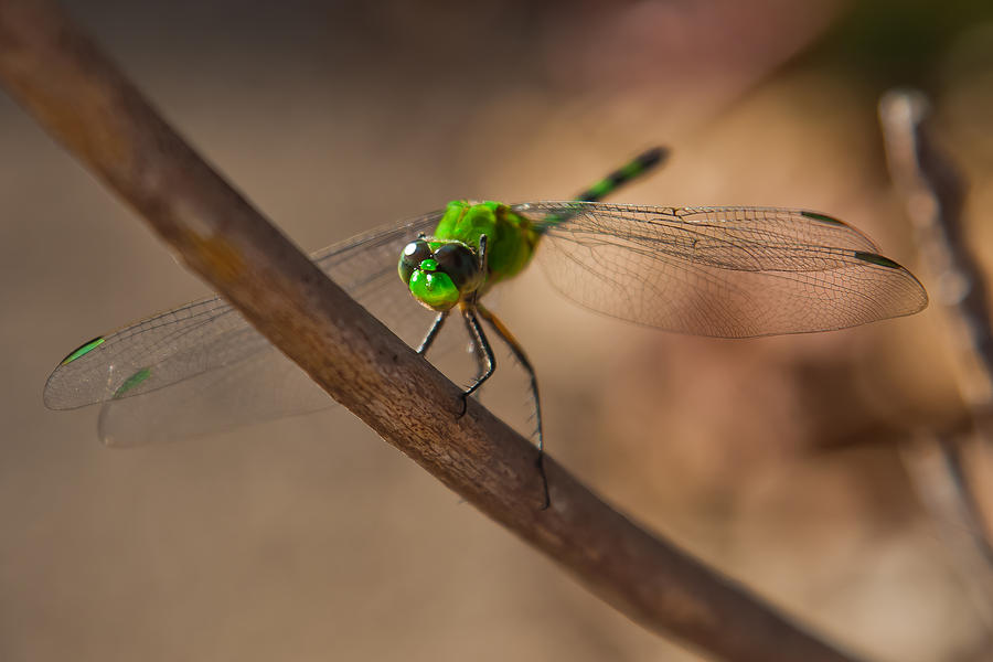 Green Dragonfly Photograph