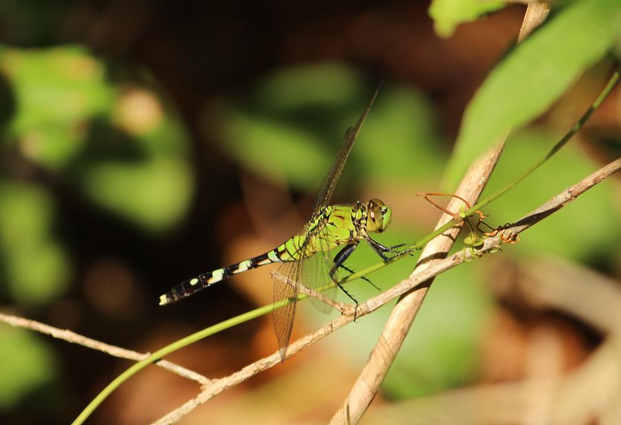 Green Dragonfly Photograph by Cynthia Guinn