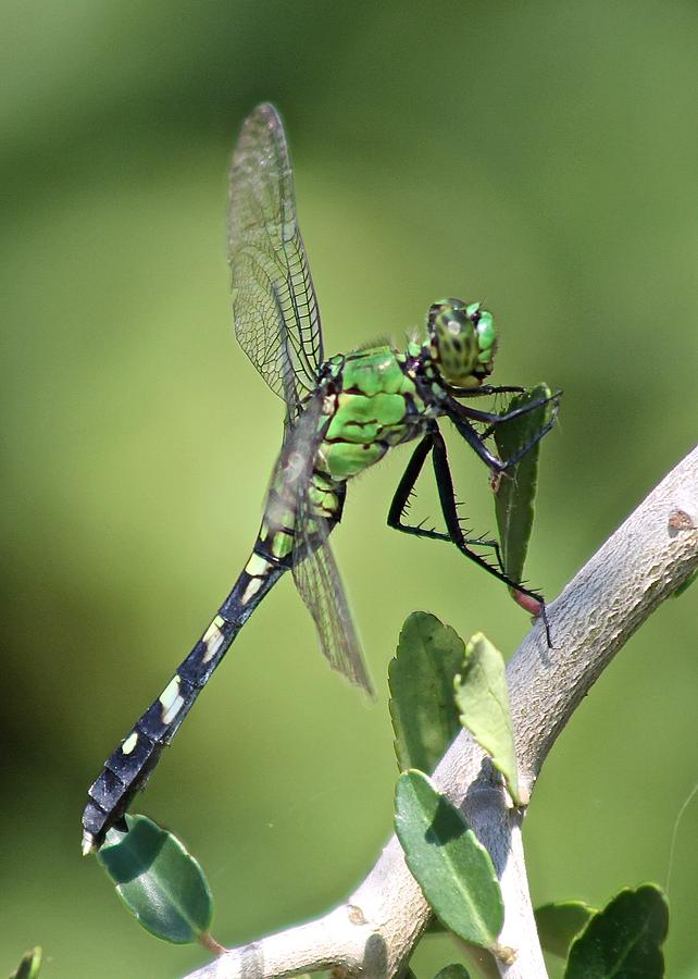 Green Dragonfly Eastern Ponhawk Photograph by Jeanne Juhos