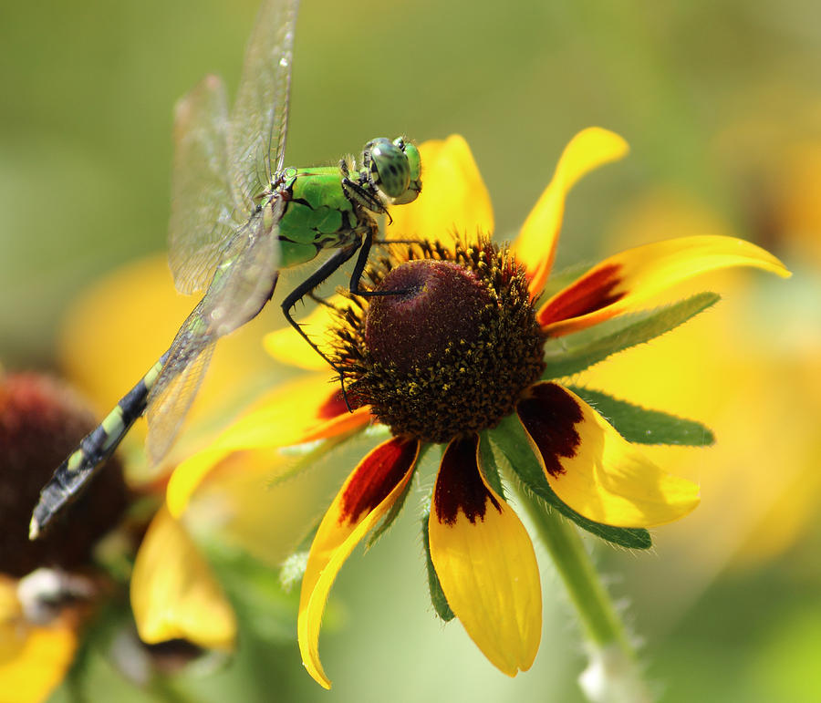 Summer Photograph - Green Dragonfly by Karen Beasley