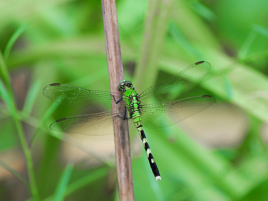 Green Dragonfly Photograph by Linda Segerson