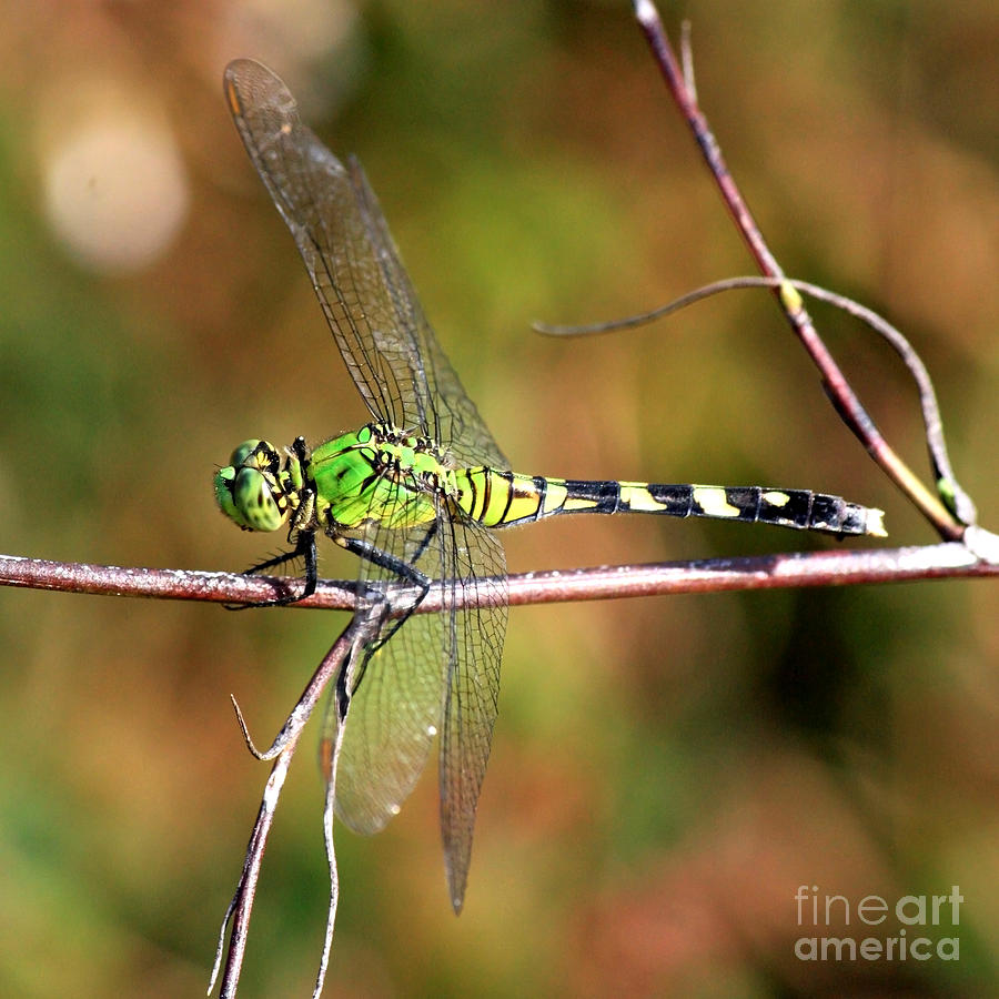Green Dragonfly on Twig Square Photograph by Carol Groenen