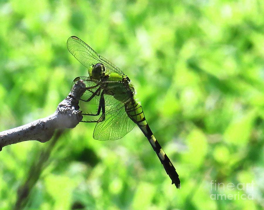 Blue Dasher Photograph - Green Dragonfly by Scott Cameron