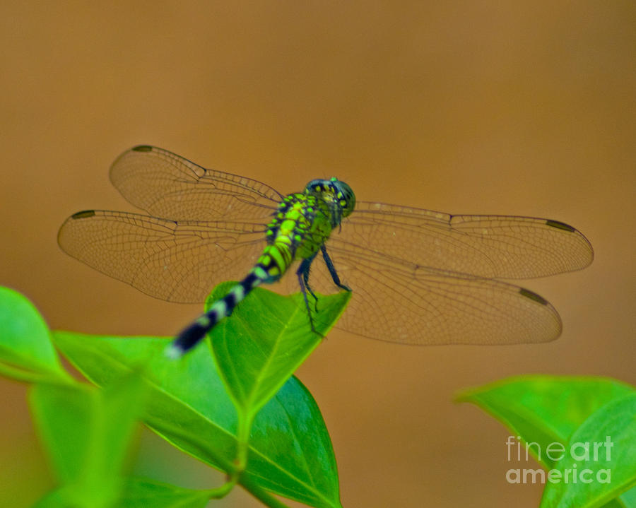 Green Dragonfly Photograph by Stephen Whalen