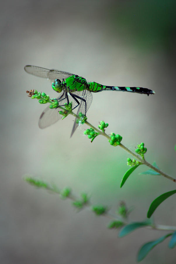 Green Dragonfly by Tracy Smith