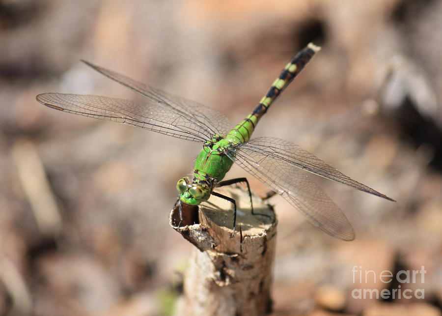 Green Dragonfly with Tan Background Photograph by Carol Groenen