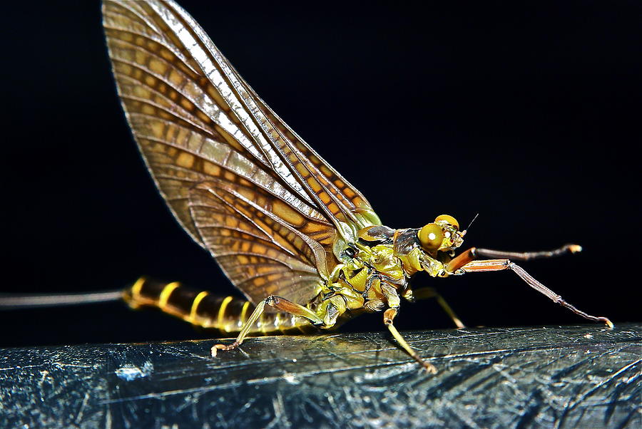 Green Drake Mayflies Photograph by Richard Majeau