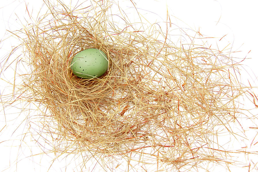 Nature Photograph - Green Egg in a Bird Nest by Jennie Marie Schell