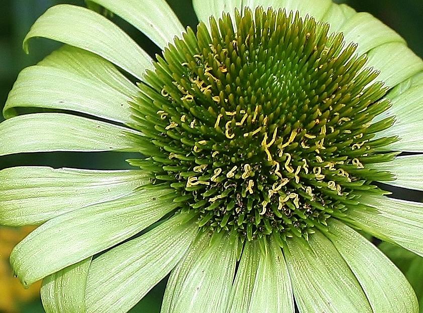 Nature Photograph - Green Envy by Bruce Bley