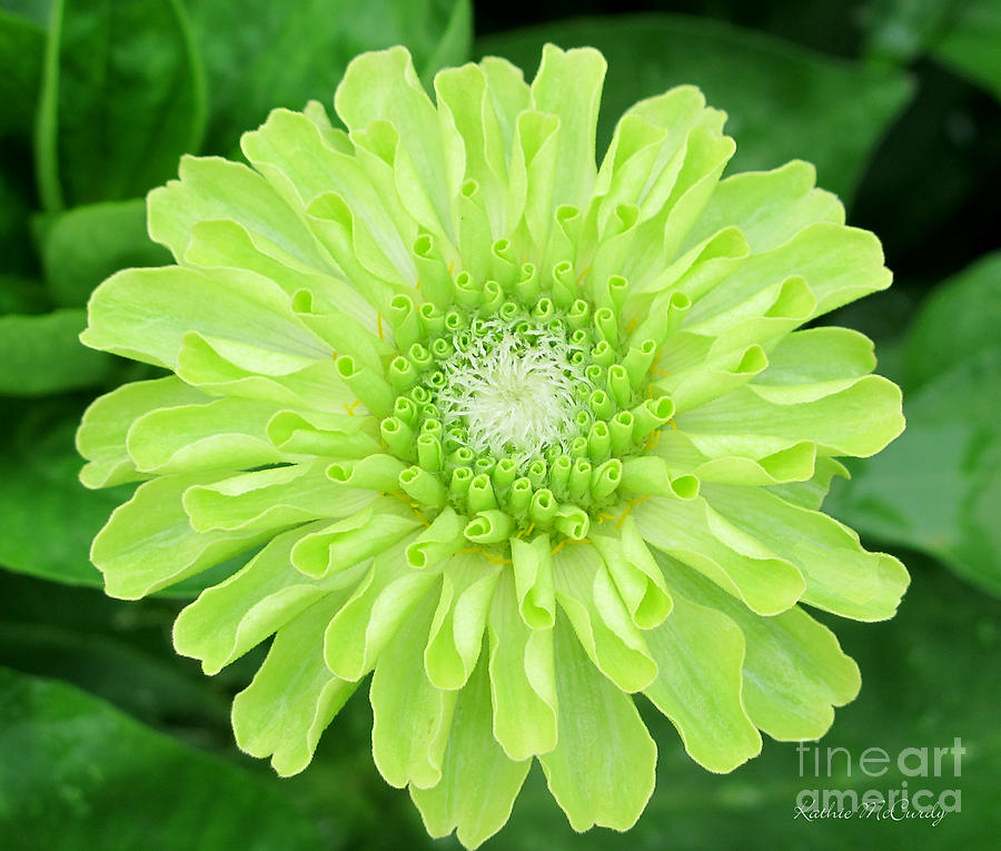 Green Envy Zinnia Photograph by Kathie McCurdy