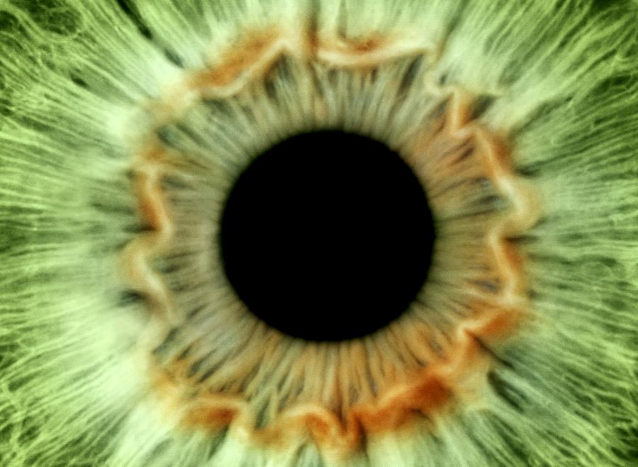 Iris Photograph - Green eye by Science Photo Library