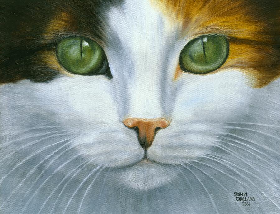 calico cat with blue and green eyes