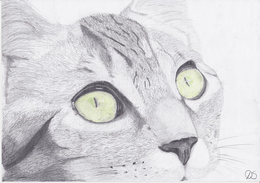 Cat Drawing - Green Eyed Cat by David Smith