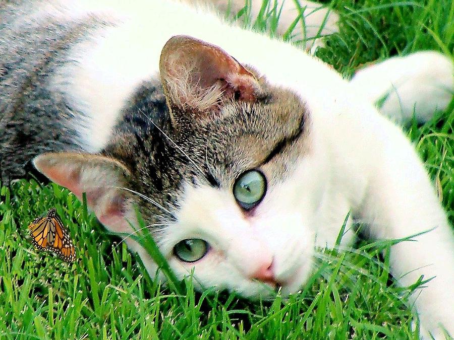 Green Eyed Cat Photograph by Janette Boyd