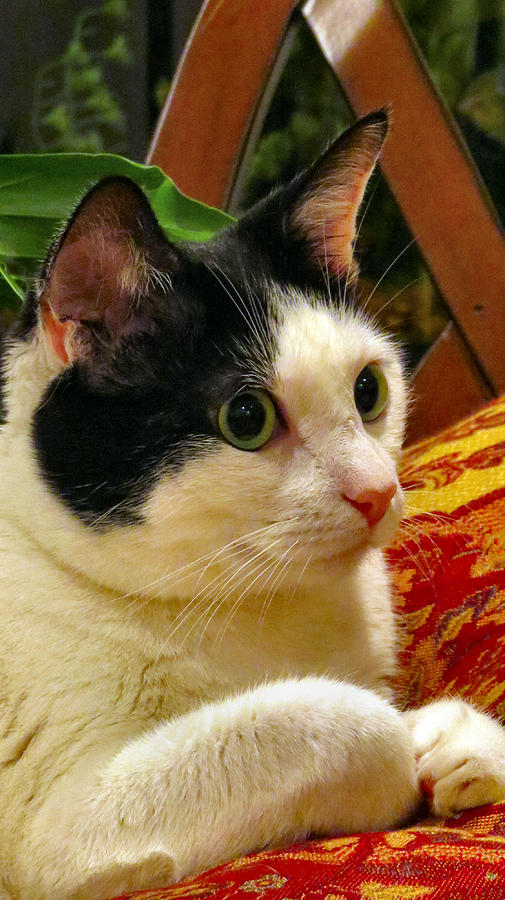 Cat Photograph - Green Eyed Girl by Art Dingo