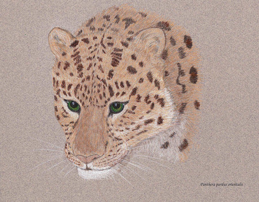 Green Eyed Leopard Drawing by Stephanie Grant