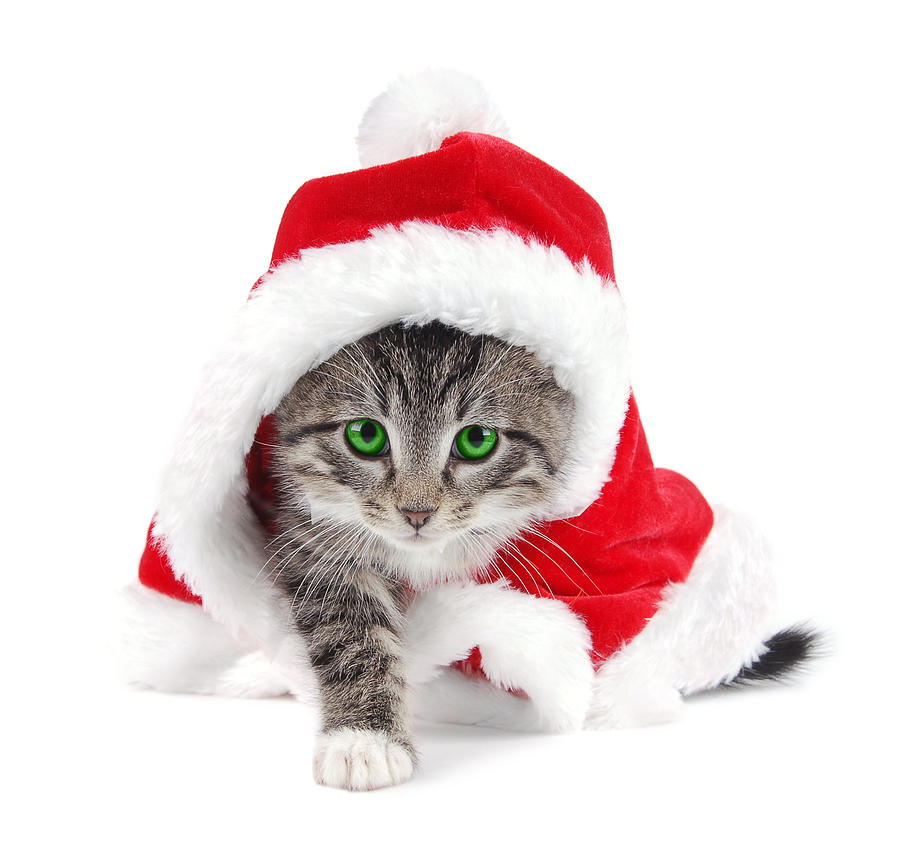 Tabby Kitty Xmas