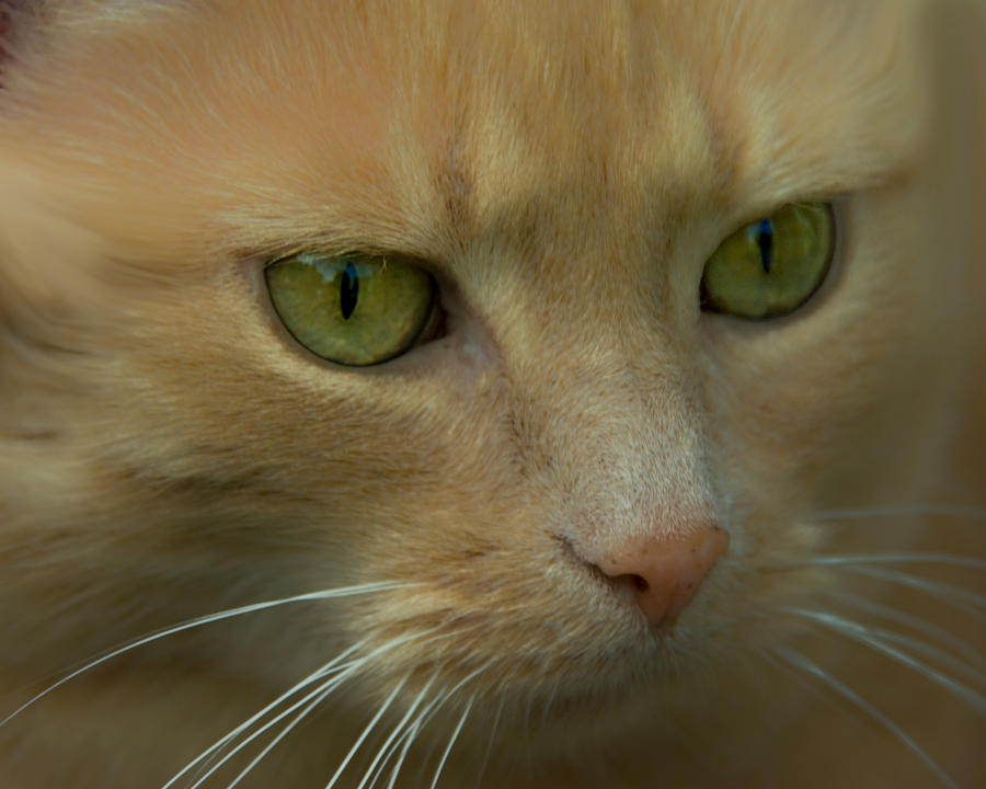 Cat Photograph - Green Eyes by Jacqi Elmslie