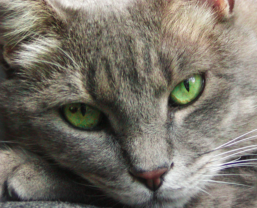 Green Eyes Photograph by Leigh Anne Meeks