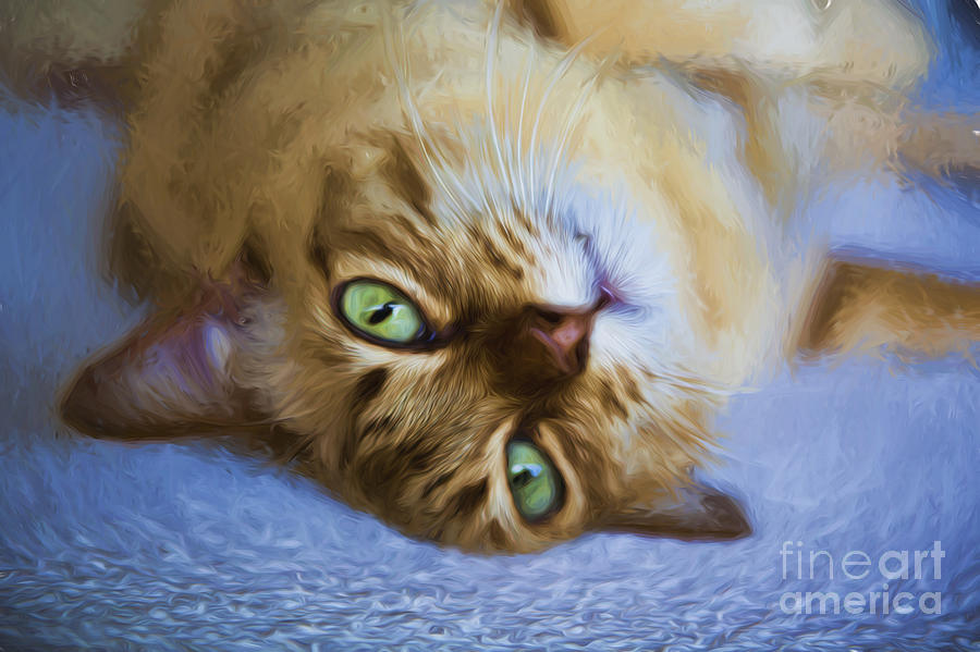 Cat Photograph - Green eyes by Sheila Smart Fine Art Photography