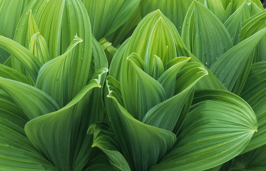 Green False Hellebore  Photograph by Martin Withers