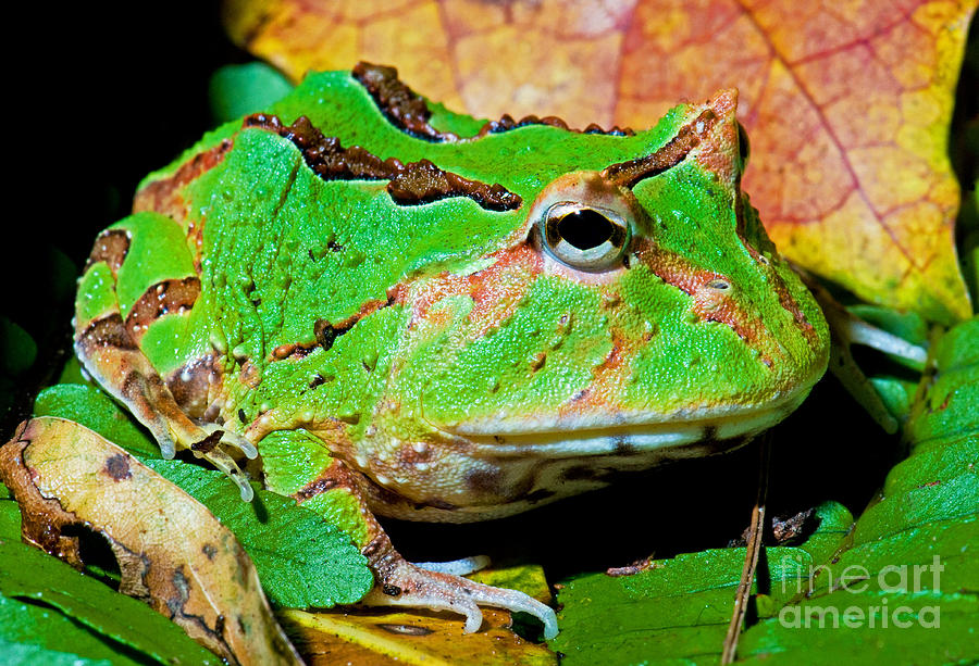 Wildlife Photograph - Green Fantasy Frogpacman Frog by Millard H. Sharp