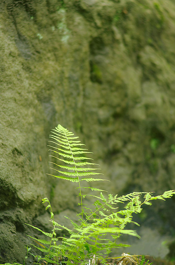 Green Fern On A Rock Photograph by Suzanne Powers