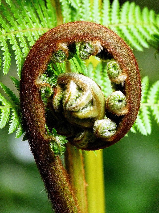 Green Fern Tendril Photograph by Jeff Lowe