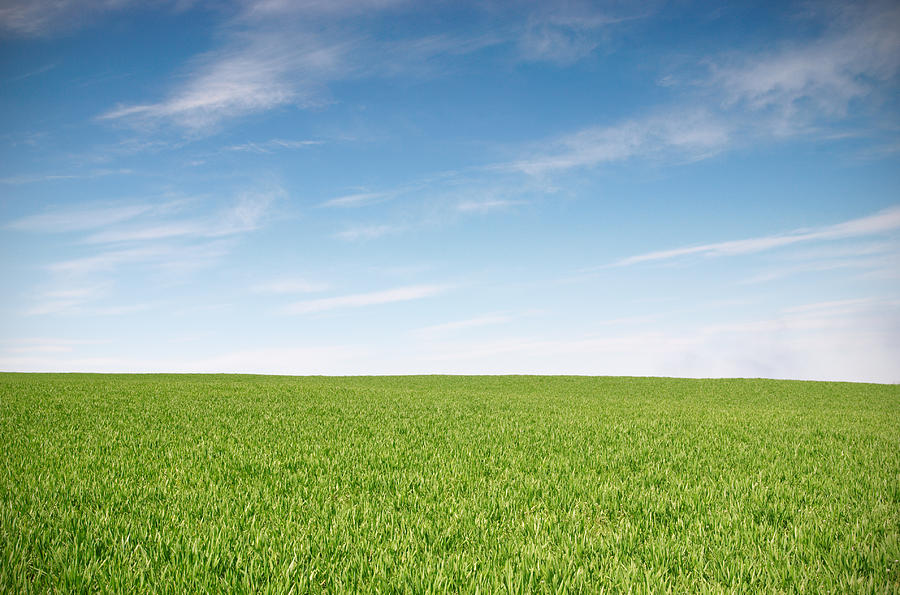 Green field and blue skies landscape Photograph by Sandsun